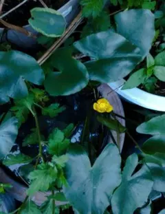 2025年最新】コウホネの人気アイテム - メルカリ