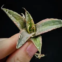 2026年最新】アガベシーザー錦の人気アイテム - メルカリ