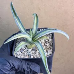 2026年最新】アガベアメリカーナ斑入りの人気アイテム - メルカリ