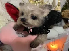 愛おしいワンワン 犬 アーティストベア テディベア 海外作家様