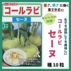 【野菜の種】コールラビ「セーヌ」１０粒　やわらかく甘みのある食味　生も加熱も◎！のサムネイル