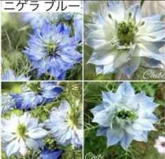 ❤️ニゲラ＊ブルー＆ホワイト種 mix入り合計80粒　【正規品】