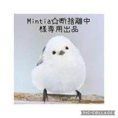【球根】冷蔵処理済 原種系 チューリップ　テタテート　テタテ　5球