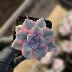 写真現物 ライチ 抜き苗 アエオニウム 多肉植物 - メルカリ