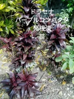 れい様 お約束品 ドラセナパープルコンパクタ 銅葉 観葉植物 屋外育成