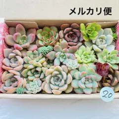 20 多肉植物　多肉弁当　詰め合わせ　寄せ植え　セット　カット苗　韓国苗　セダム