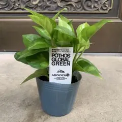 ポトスグローバル特大株【送料無料】 楽天市場】観葉植物/ポトス：グローバル 4号鉢入り 2株セット