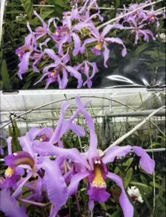 ラリマー様 リクエスト 2点 まとめ商品