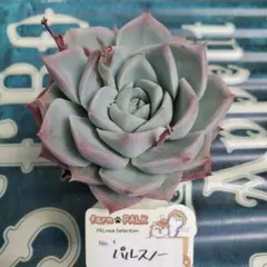 み*み様 【札付き】パルスノー 大苗 抜き苗 パルクさん 多肉植物