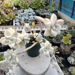 多肉植物ティテュバンス錦多株抜き苗 ひろりん様確認用専用ページ