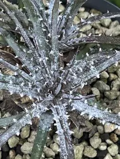 山採り 野生株 ディッキア Dyckia fosteriana Senges ③ ディッキア・フォステリアナ（Dyckia fosteriana 'Special Spine