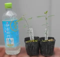 yu!!!様専用 レモンユーカリ　苗木　2株