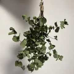 ベテラ 小型室内植物 バスケット - メルカリ