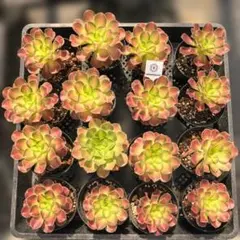 Top【選抜株】多肉植物 25886ホワイトフェニックス 16個 鉢無し/脱土