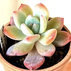 多肉植物 ✨オレンジモンロー✨ ①抜き苗根付き エケベリア属 寄せ植え