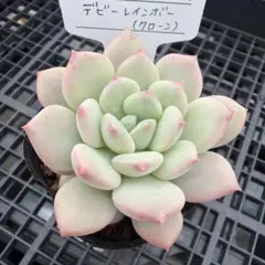 2026年最新】ロウルサンコの人気アイテム - メルカリ