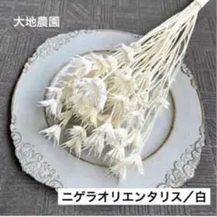 ニゲラ ホワイト オリエンタリス 【25輪】白 スワッグ 花材 ロング