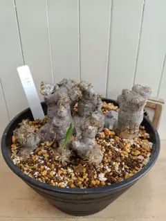 2026年最新】ブレビカリックスの人気アイテム - メルカリ