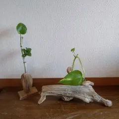 流木 植物支柱 試験管スタンド付き