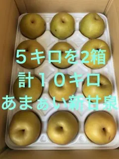 みかん 苗木 せとか はるみ 2本セット 果樹高さ約80.90cm8/23 みかん 苗木 せとか はるみ 2本セット 果樹高さ約80.90cm8/23 - メルカリ