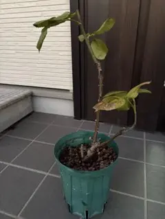 希少竹　蘇芳竹　すおうちくの鉢植え 希少竹 蘇芳竹 すおうちくの鉢植え | Mercari