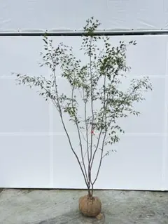 スモークツリー ロイヤルパープル 花芽付き 140㎝前後 - メルカリ