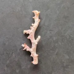 天然珊瑚 置物 オブジェ