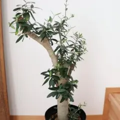 【希少】オリーブ古木 幹径14cm 高さ100cm シンボルツリー 地植えOK 希少】オリーブ古木 幹径14cm 高さ100cm シンボルツリー 地植えOK