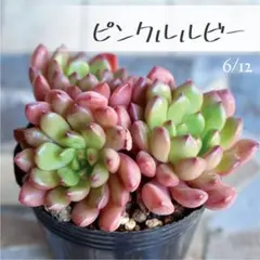 2026年最新】ピンクルルビーの人気アイテム - メルカリ