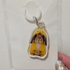 たれみみ稲荷チャーム