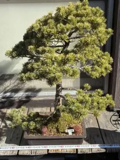 五葉松　盆栽　直接取引 五葉松 盆栽 直接取引 - メルカリ