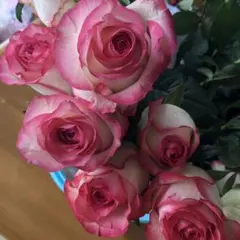 バラ苗　ジュミ◯◯　Eのサムネイル