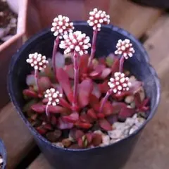 根付き苗5本/大人気「紅稚児/ベニチゴ」クラッスラ 小型品種 【多肉植物】