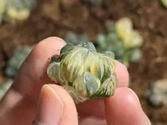 W*o様 水中月錦 ハオルチア ⑧