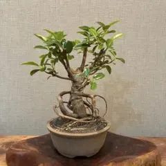 極太・灌木風】ガジュマル②鉢ごと発送（メルカリ便） - メルカリ