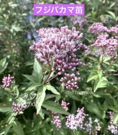 花の苗 フジバカマ（藤袴）ポット苗2つ 宿根草 - メルカリ