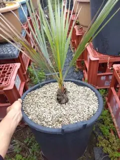 ココスヤシ鉢植え 10株セット(4号鉢x9,5号鉢x1) - メルカリ
