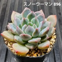 多肉植物エケベリア優木園苗 シムランスアセンションx コロラータ