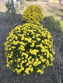 ざる菊　抜き苗3本のサムネイル
