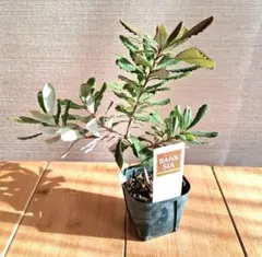 JINJIN様 リクエスト 2点 まとめ商品