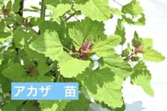 2026年最新】アカザの杖の人気アイテム - メルカリ