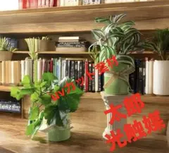 2025年最新】ウンベラータ 斑入りの人気アイテム - メルカリ