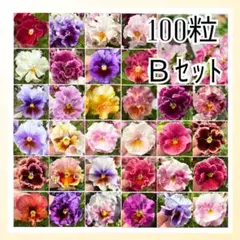 【Ｂセット】　100粒　フリルビオラ・フリルパンジーの種のサムネイル