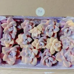 70.多肉植物　ティテュバンス錦　カット苗　詰め合わせ
