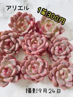 多肉植物 ♡アリエル 古株 大苗♡綴化開始？？ 多肉植物 ♡アリエル 古株 大苗♡綴化開始？？ - メルカリ