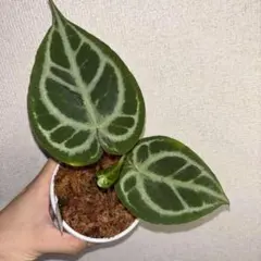 Anthurium pinkveil