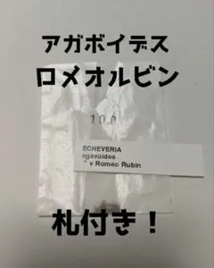 アガボイデスロメオルビン 札付き20粒　ケーレス種子のサムネイル