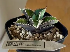 ✨極希少✨ センザンコウ 穿山甲 高品質 エンボス加工 レザー 豪華5点セット 2026年最新】センザンコウの人気アイテム - メルカリ