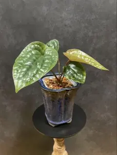 30 アンスリウム　サブシグネイタム　原種　激レア　色濃いめ　株分可能 2026年最新】アンスリウム原種の人気アイテム - メルカリ