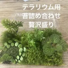 hyuryu様 リクエスト 2点 まとめ商品